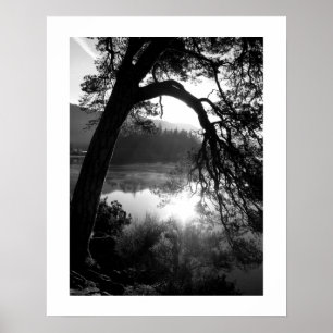 Zonlicht door het Poster Pines