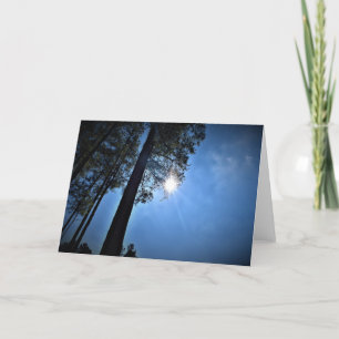 Zonlicht door pijnbomen, kaart
