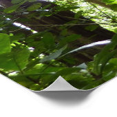 Zonlicht door regenwoud Kanopie Tropisch Groen Poster (Hoek)