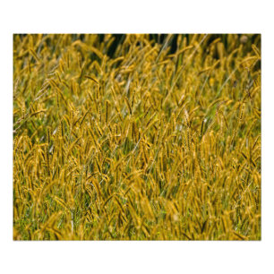 Zonlicht door Tall Grass Foto Afdruk