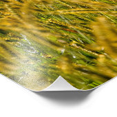 Zonlicht door Tall Grass Foto Afdruk (Hoek)