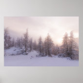 Zonlicht en sparrenbos poster (Voorkant)