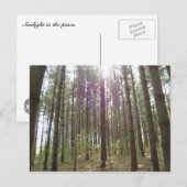 Zonlicht in de pijnbomen briefkaart (Voorkant / Achterkant)