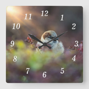 Zonlicht Zwemmen Finch Wandklok Vierkante Klok