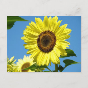 ZONLOWER POST CARD Summer Flowers Briefkaart