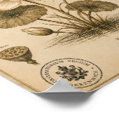 Zonne Lotus Victoriaans Botanisch Museum Print (Hoek)