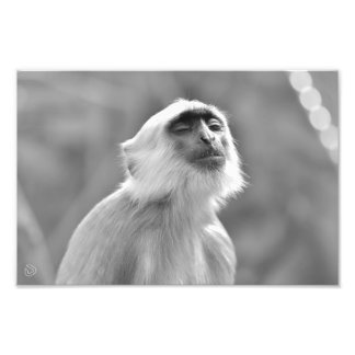 Zonnebaden Grijze Langur Aap - Foto afdrukken Afdruk