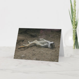 Zonnebaden Meerkat Kaart