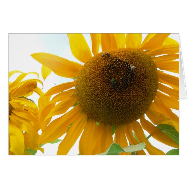 Zonnebijen (Voorkant Horizontaal)