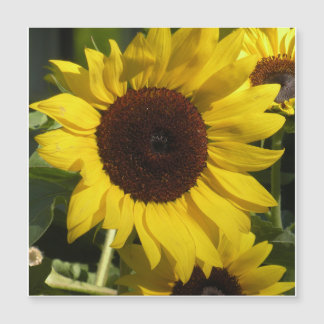 Zonnebloem