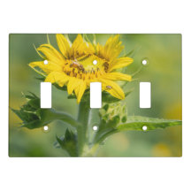 Zonnebloem