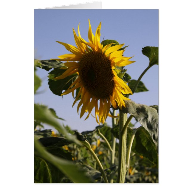 Zonnebloem (Voorkant)