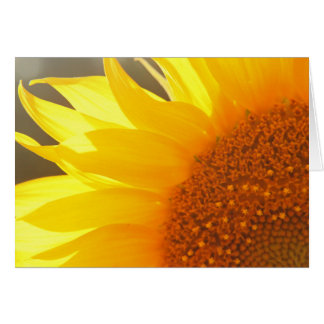 Zonnebloem