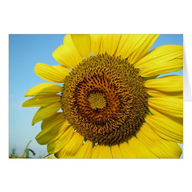 Zonnebloem (Voorkant Horizontaal)