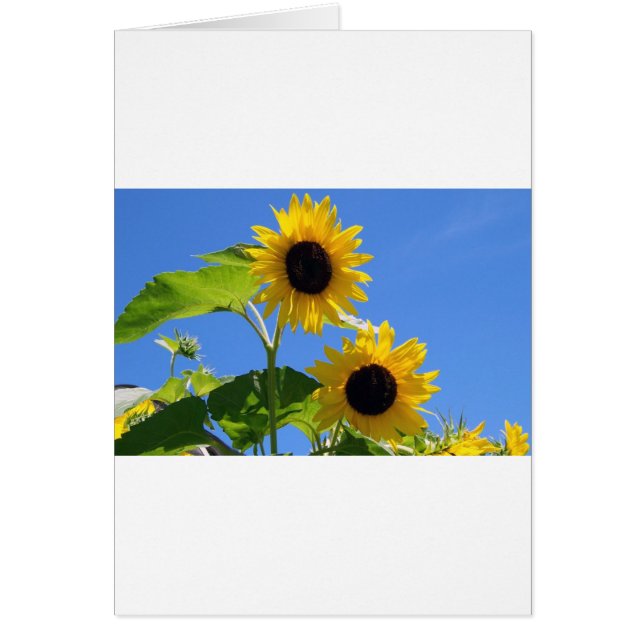 Zonnebloem (Voorkant)