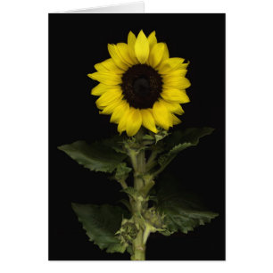 Zonnebloem 11