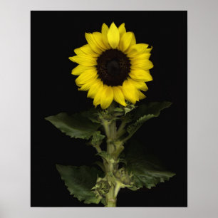 Zonnebloem 11 poster