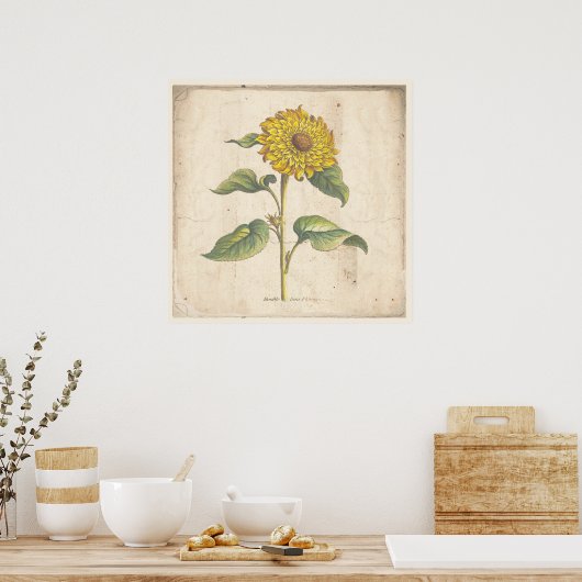 Zonnebloem Antiek Botanisch Poster (Keuken)