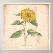 Zonnebloem Antiek Botanisch Poster (Voorkant)