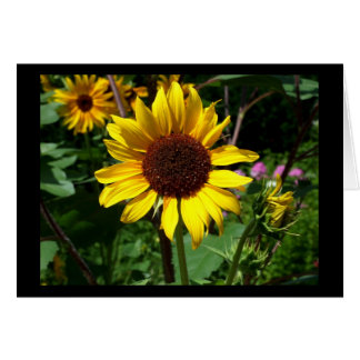 Zonnebloem - Blanco kaart