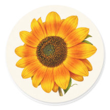 Zonnebloem Bloei Kleine Ronde Tuin Bloem Sticker