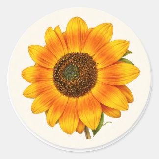 Zonnebloem Bloei Kleine Ronde Tuin Bloem Sticker