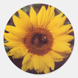 Zonnebloem Bloei met Bumble Bee Insect Ronde Sticker
