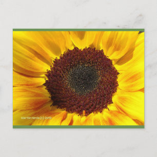 Zonnebloem Blue Beach Song™-Briefkaart Briefkaart