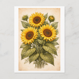 Zonnebloem botanische illustratie in vintage stijl briefkaart