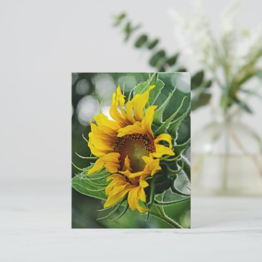 Zonnebloem Briefkaart (Staand voorkant)