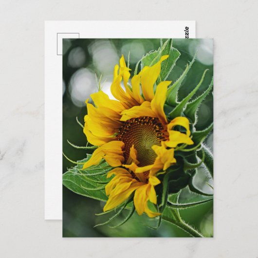 Zonnebloem Briefkaart (Voorkant / Achterkant)