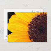 Zonnebloem Briefkaart (Voorkant / Achterkant)