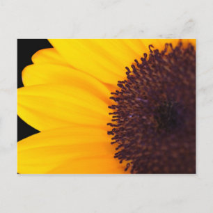 Zonnebloem Briefkaart