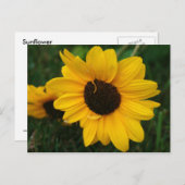 Zonnebloem Briefkaart (Voorkant / Achterkant)
