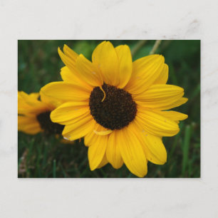 Zonnebloem Briefkaart