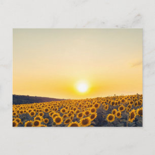 Zonnebloem Briefkaart