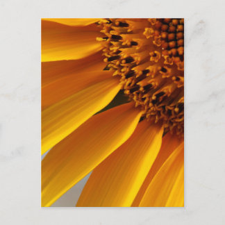 Zonnebloem Briefkaart