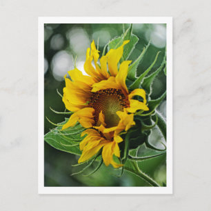 Zonnebloem Briefkaart