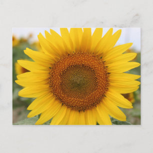 Zonnebloem Briefkaart