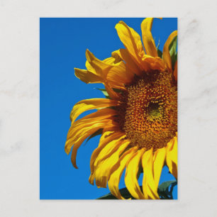 Zonnebloem - Briefkaart