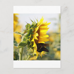 Zonnebloem Briefkaart