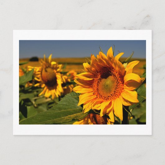 zonnebloem briefkaart (Voorkant)