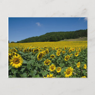Zonnebloem Briefkaart