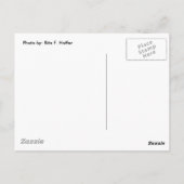 Zonnebloem Briefkaart (Achterkant)