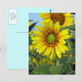 Zonnebloem Briefkaart (Voorkant / Achterkant)