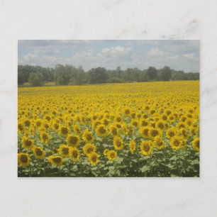 Zonnebloem Briefkaart