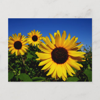 Zonnebloem Briefkaart