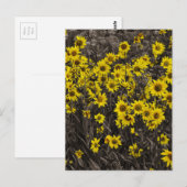 Zonnebloem Briefkaart (Voorkant / Achterkant)