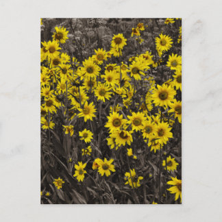 Zonnebloem Briefkaart