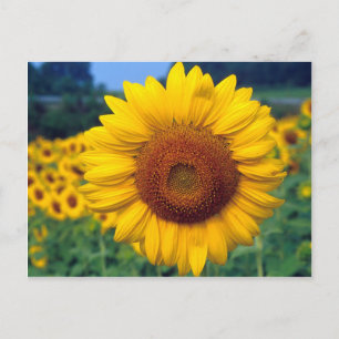 Zonnebloem Briefkaart